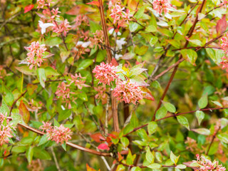 Abelia x grandiflora  | Abélia à grandes fleurs blanc rosé, aux bractées roussâtres, rameaux rouge cuivré et arqués, au feuillage vert et lavé de rose brillant en fin d'été