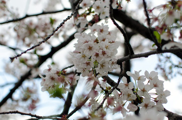 cherry blossom in spring. japan.