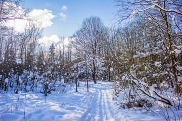 snowy winter forest in sunny weather. winter landscape. Trees in the snow. Snowy forest trails.
