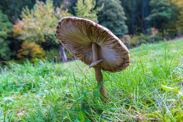 Parasolpilz mit abgeknicktem Schirm auf einer Wiese.