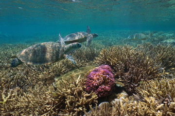 Healthy coral reef with two green sea turtle underwater, Pacific ocean, Oceania