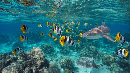 Fototapeta na wymiar Shoal of colorful tropical fish with a shark and a stingray underwater, Pacific ocean, French Polynesia