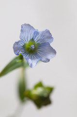 Flax (Linum usitatissimum) flowers