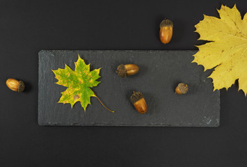 Beautiful still life composition on black background, with autumn yellow and red oak and maple leaves decorated with acorns.