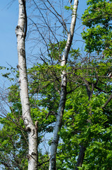 summer birch tree and blue sky green leaves