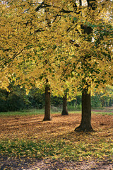 Drei Bäume mit leuchtend gelben Blättern im Herbst in einem Park