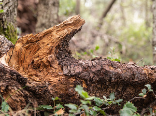 piñas hojass musgo arboles troncos