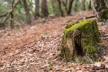 piñas hojass musgo arboles troncos