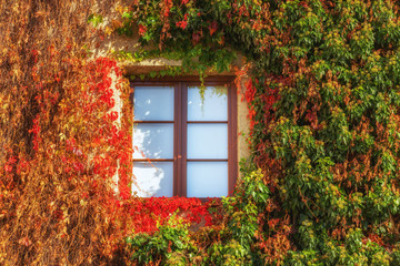 Building wall and window beautifully overgrown with creepers, autumn colors and flowers