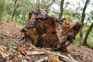 piñas hojass musgo arboles troncos