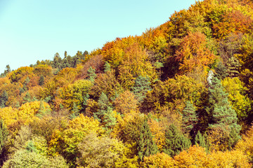 European forest in autumn colors / landscape