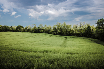 champs de colza sous ciel d'orage
