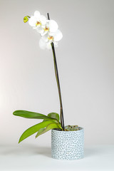 White orchid in decorative pot isolated on white background.