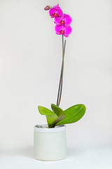 Pink orchid in decorative pot isolated on white background.