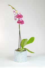 Pink orchid in decorative pot on white background.