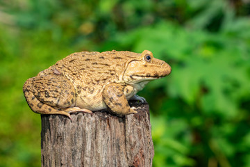 Image of Chinese edible frog, East Asian bullfrog, Taiwanese frog (Hoplobatrachus rugulosus) on the stump. Amphibian. Animal.