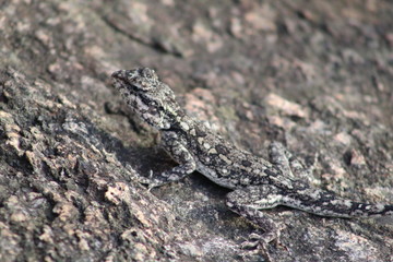 Naklejka na ściany i meble A lizard perfectly camouflaged on the rock.