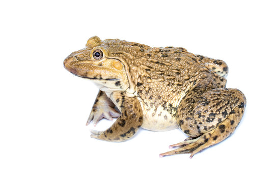 Image of Chinese edible frog, East Asian bullfrog, Taiwanese frog (Hoplobatrachus rugulosus) isolated on a white background. Amphibian. Animal.