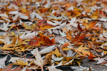 scattered autumn colorful leaves in warm colors