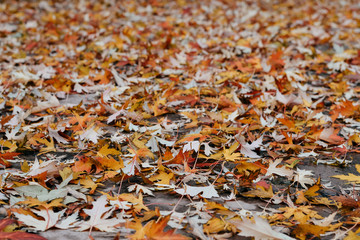 scattered autumn colorful leaves in warm colors