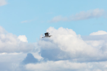Grey heron (Ardea cinerea)