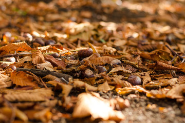 Autumn leaves and chestnuts on the ground. Close up. Beautiful yellow, orange and brown autumn leaves of a maple tree and a chestnut tree are covering the ground of a meadow.