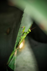 Mantis