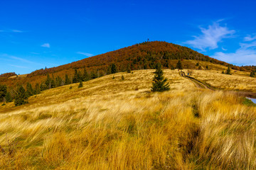 Autumn mountain is covered with tall yellow grass and coniferous trees