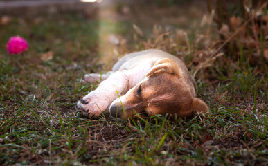 Obraz premium puppy sleeps on the grass