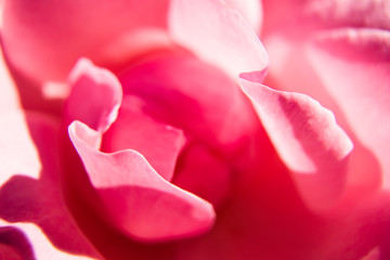 pink rose macro