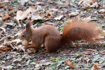 Naklejka na ściany i meble Eurasian red Squirrel shells and eats nuts in the autumn leaf