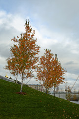 Two birch trees with yellowed autumn leaves stand on a slope in a city park.