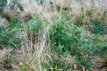 Feather grass in the city Park. Close-up, autumn background.