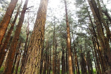 Fototapeta premium trees in the forest