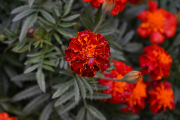 Bright fall Marigold flowers. Orange, yellow, and brown wet flowers.