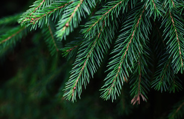 Christmas fir tree branches Background. Christmas pine tree wallpaper. Copy space. Christmas tree in the forest. Close up.