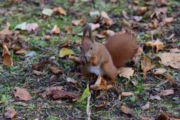 Eurasian red  Squirrel shells and eats nuts in the autumn leaf