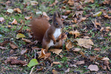 Eurasian red  Squirrel shells and eats nuts in the autumn leaf