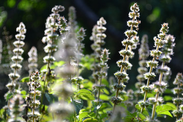 Hairy basil flowers in  garden