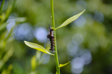 Caterpillar  on leaf 