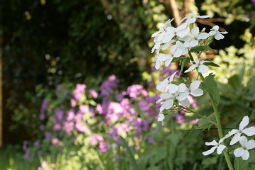 Fototapeta premium fleurs