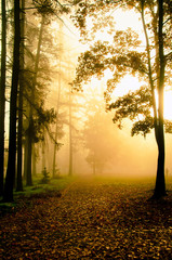 Nebel zwischen Bäumen im Wald im Herbst, Herbstlandschaft mit Bäumen und Nebel
