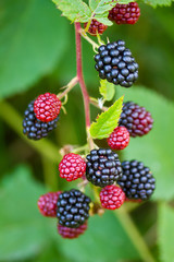 Closeup of blackberries on a branch