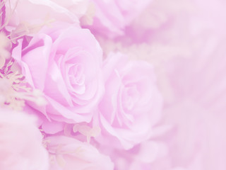 Naklejka premium Blurred of rose flowers pink blooming. in the pastel color style for background.