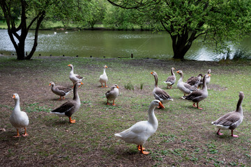 Fototapeta premium Ducks of the city park of Porto