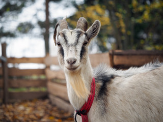 Portrait of a goat with horns. The animal in the collar