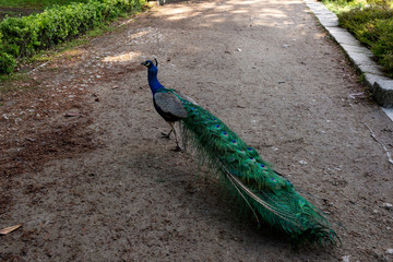 Peacock at the Palácio Graden  