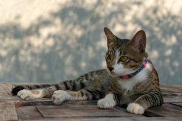 portrait of striped Thai cat with beautiful eyes