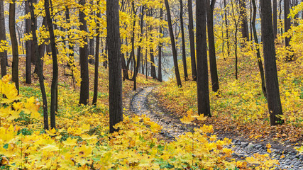 Trees with bright yellow leaves. Autumn landscape.