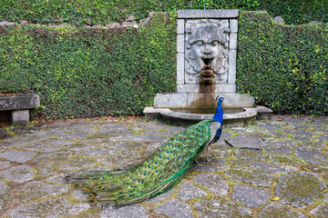 Obraz premium Peacock at the Palácio Graden 